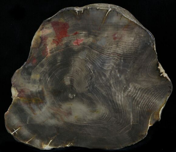 Polished, Jurassic Petrified Wood (Conifer) - Australia #33927